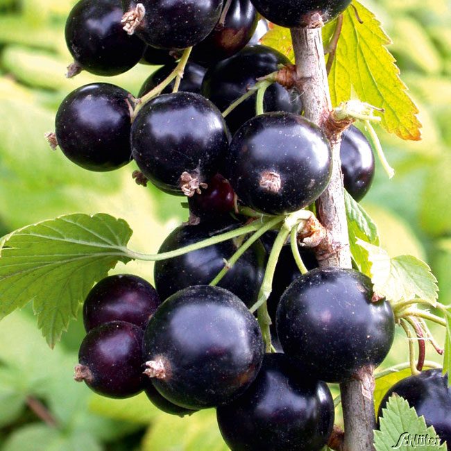 Schwarze Johannisbeere 'Big Ben' von Garten Schlüter