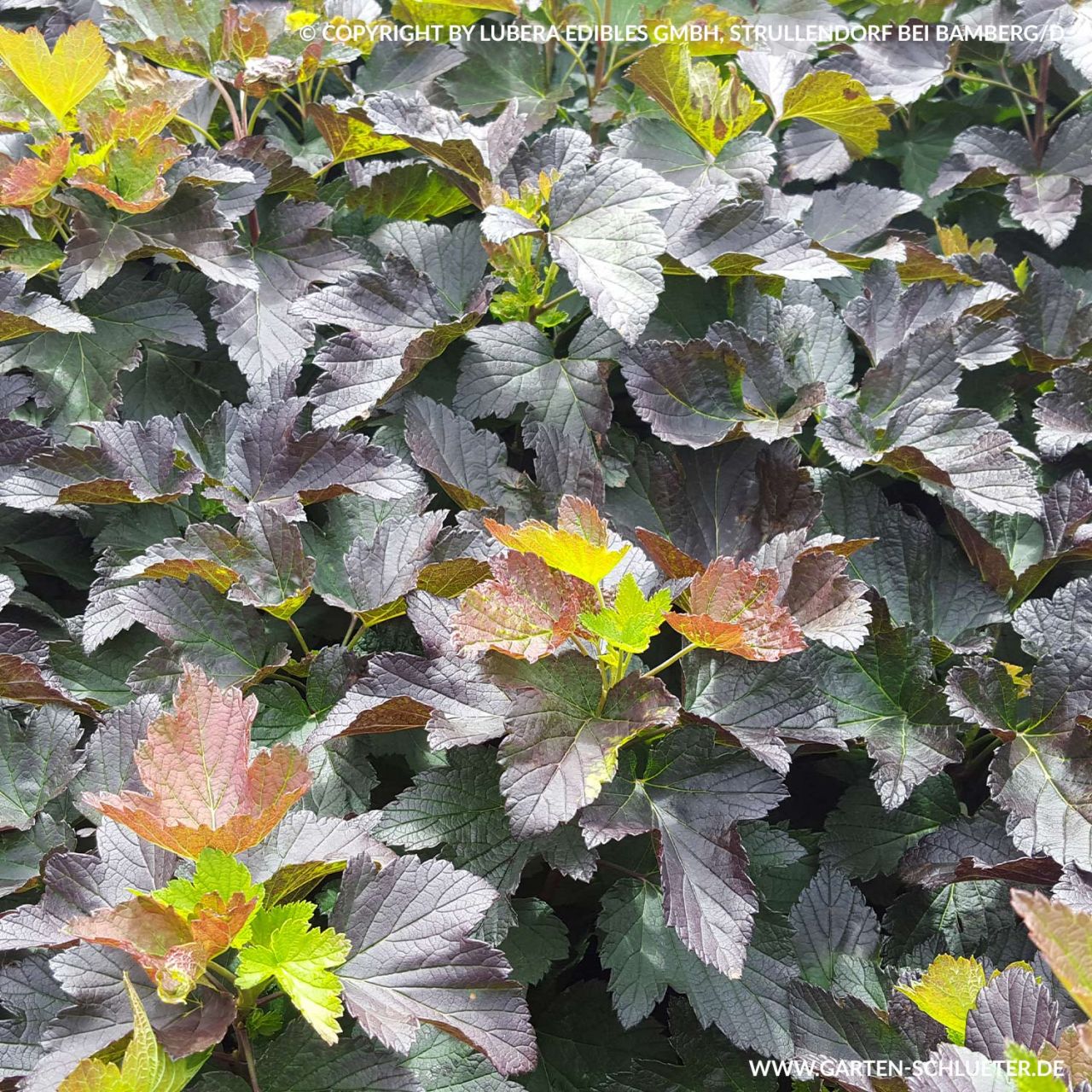 Schwarze Johannisbeere 'Black'n'Red' von Garten Schlüter