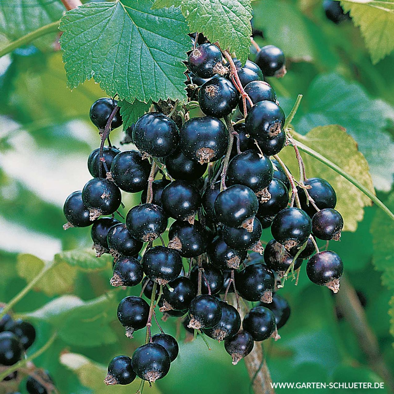 Schwarze Johannisbeere 'Leandra' - Halbstamm von Garten Schlüter