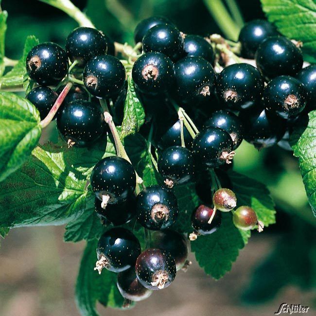 Schwarze Johannisbeere 'Titania®' von Garten Schlüter