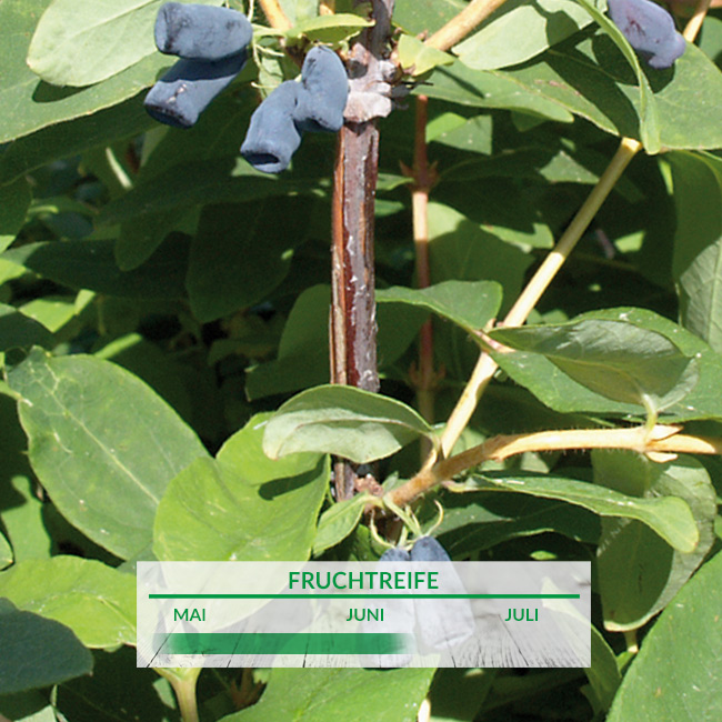 Sibirische Blaubeere &#039;Atut&#039; Liefergröße: 30-40 cm von Garten Schlüter