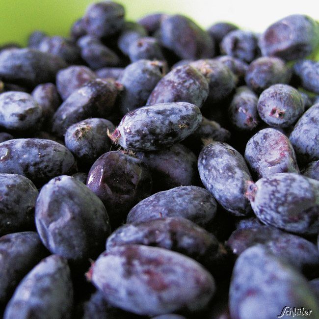 Sibirische Blaubeere 'Siniglaska' von Garten Schlüter