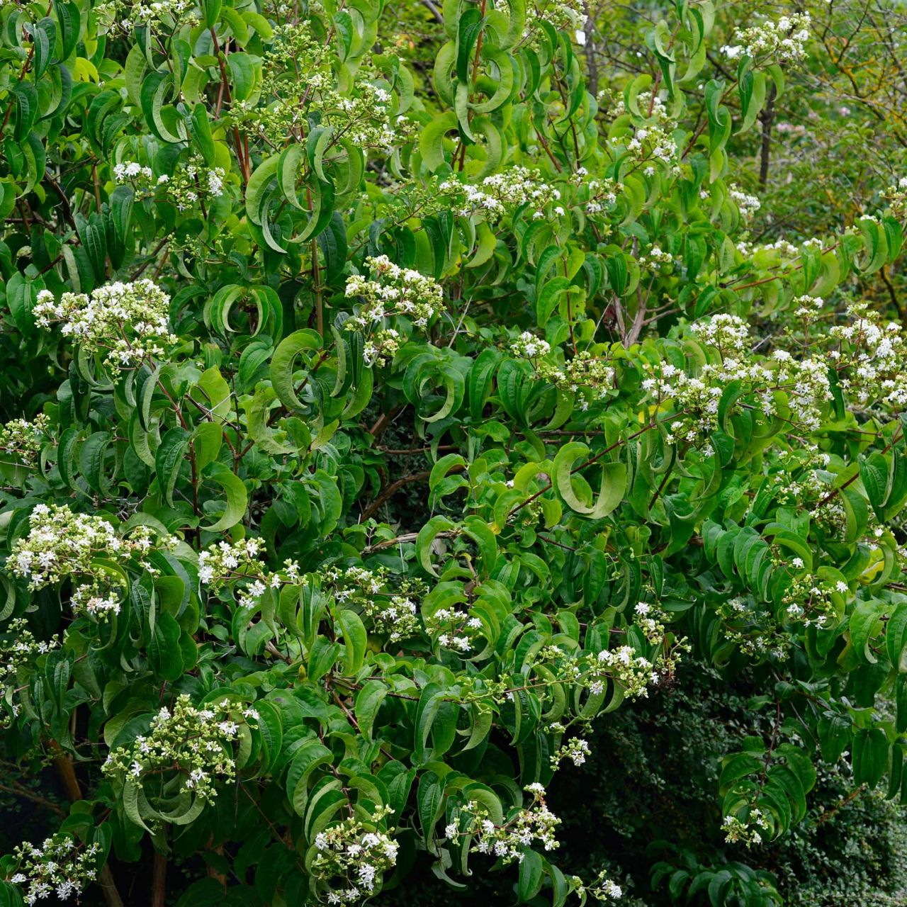 Sieben-Söhne-des-Himmels-Blume 'Tianshan' von Garten Schlüter