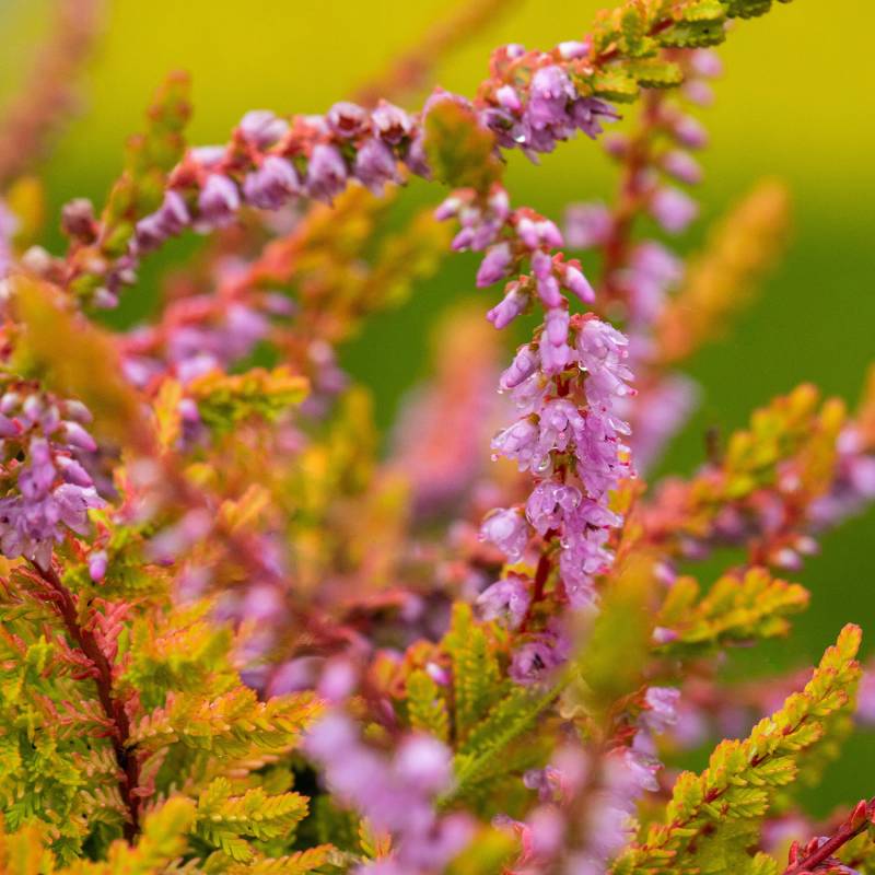 Sommerheide &#039;Boskoop&#039; Liefergröße: 10-15 cm von Garten Schlüter