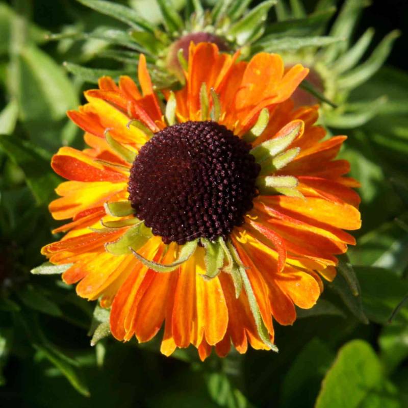 Sonnenbraut &#039;Short&#039;n Sassy&#039; Lieferform: Im 0,5 Liter Topf von Garten Schlüter