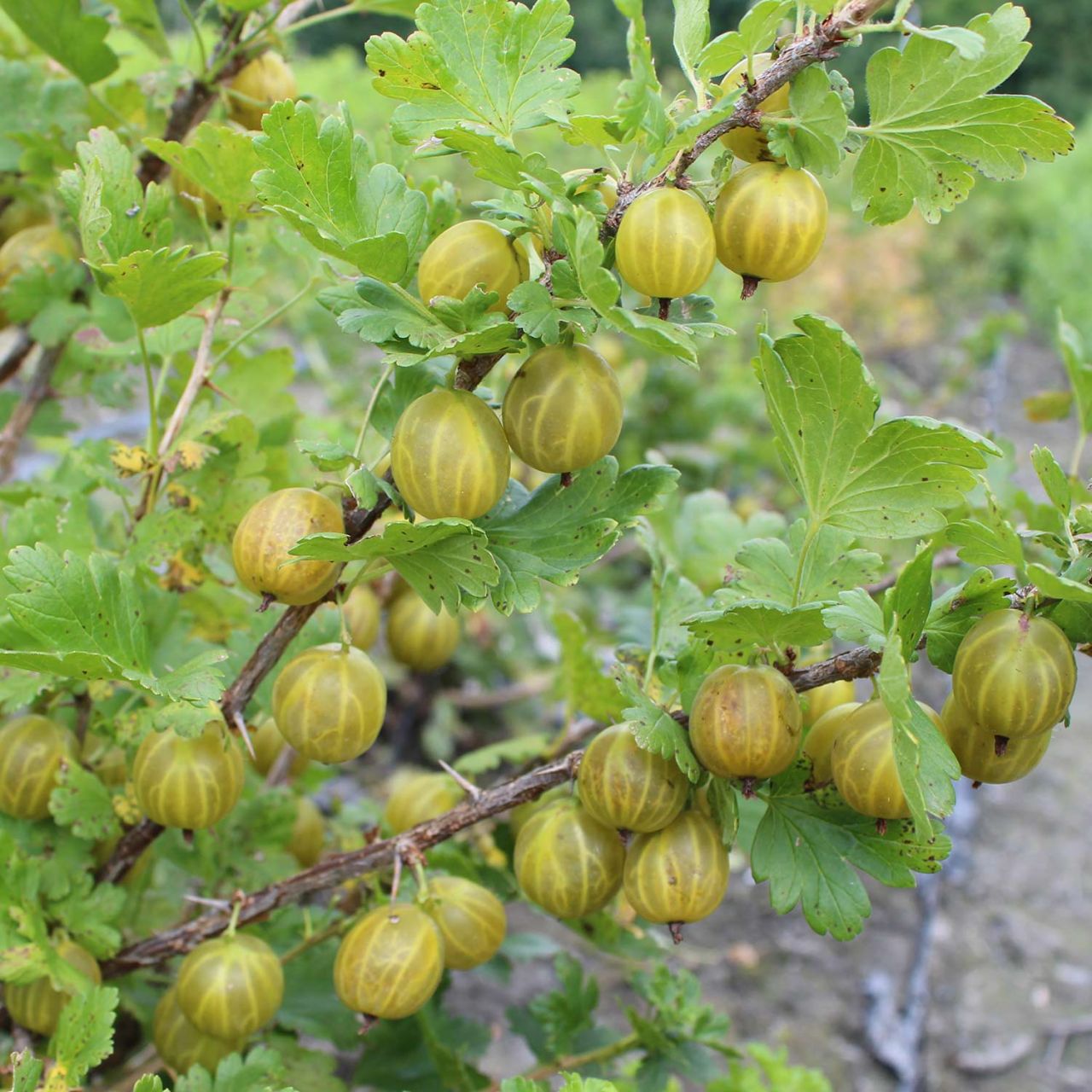 Stachelbeere 'Giggles® Gold' von Garten Schlüter