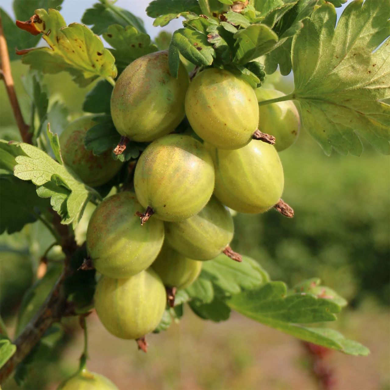 Stachelbeere 'Giggles® Green' von Garten Schlüter