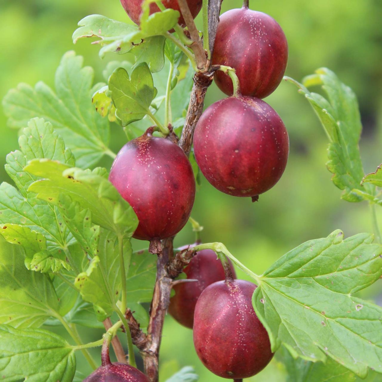 Stachelbeere 'Giggles® Red' von Garten Schlüter