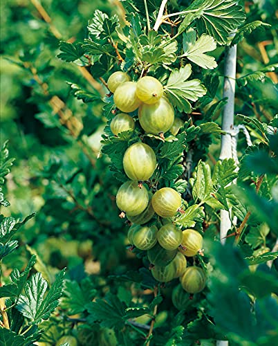 Stachelbeere 'Invicta®' (im Container) - Halbstamm von Garten Schlüter