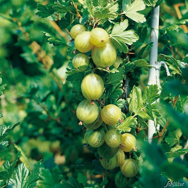 Stachelbeere &#039;Invicta®&#039; 3 Liter Container, 30 - 40 cm Liefergröße: 30 - 40 cm von Garten Schlüter