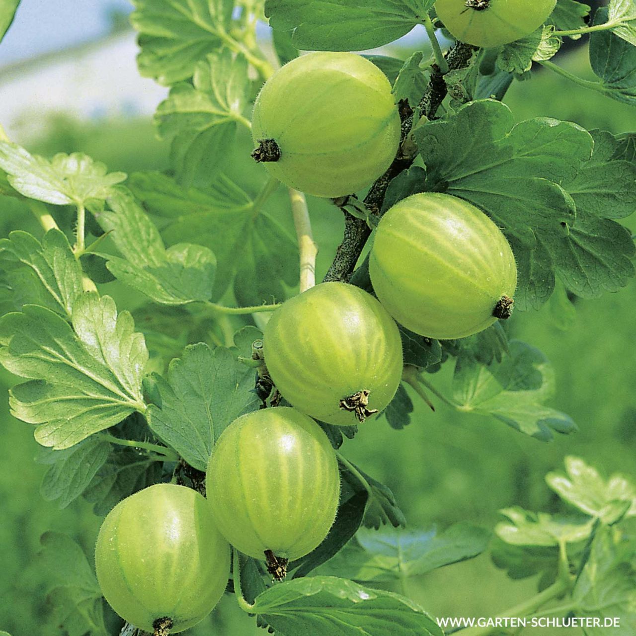 Stachelbeere 'Mucurines' von Garten Schlüter