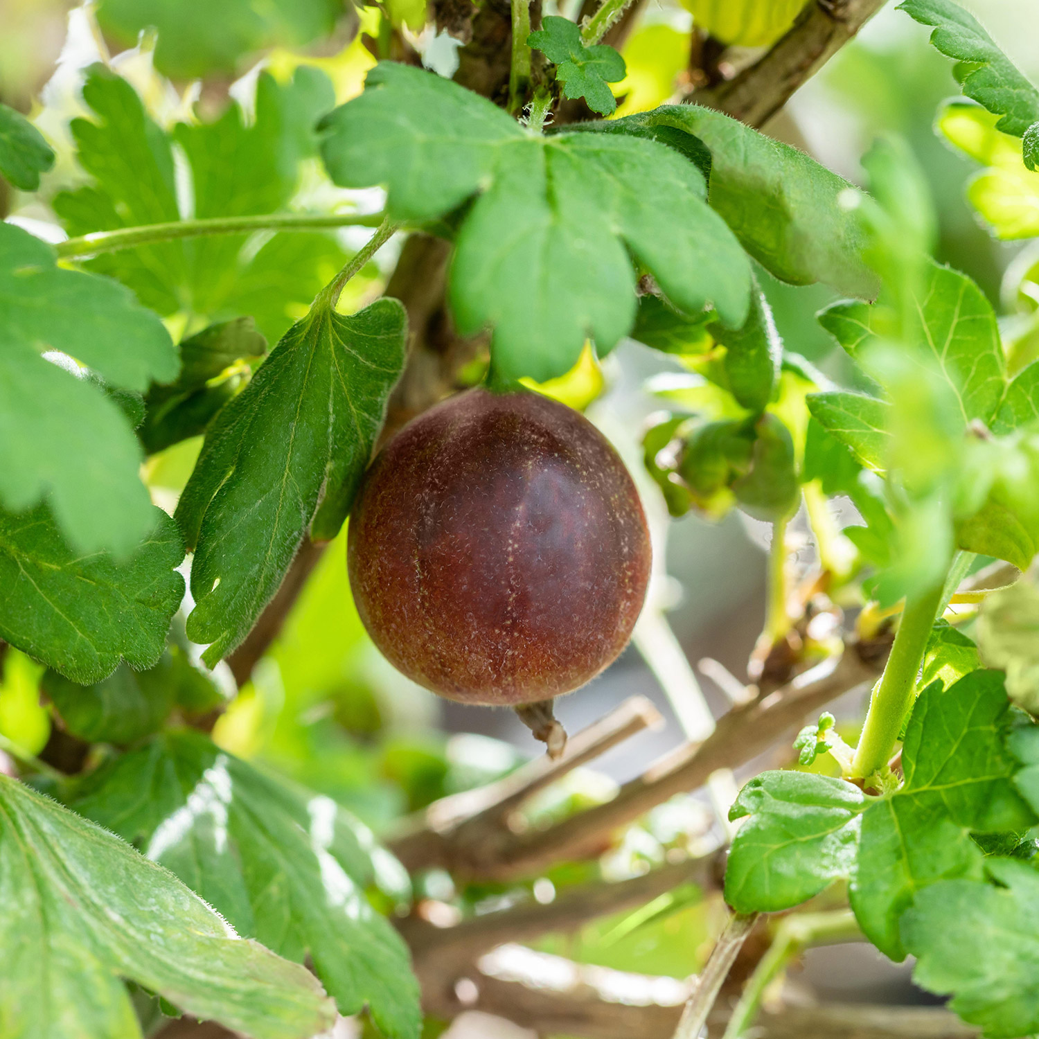 Stachelbeere &#039;Redeva&#039; - Halbstamm Halbstamm im 5 Liter Container, Stammhöhe 40-50 cm Liefergröße: Stammhöhe 40-50 cm von Garten Schlüter