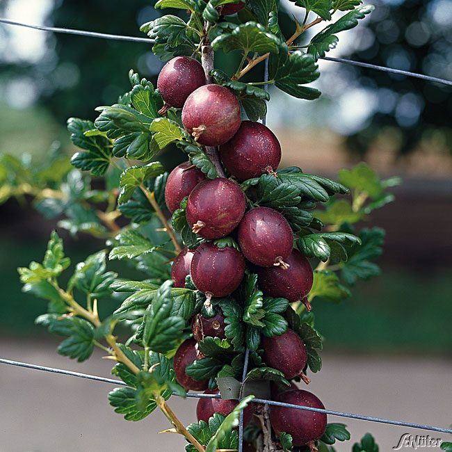 Stachelbeere 'Remarka®' von Garten Schlüter