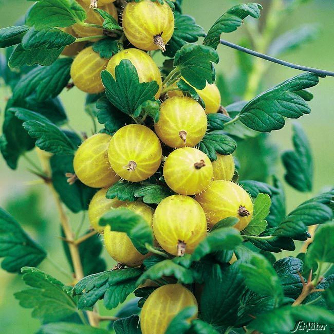 Stachelbeere 'Resistenta®' von Garten Schlüter