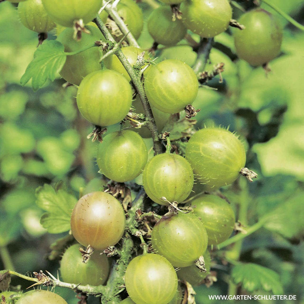 Stachelbeere 'Reverta' von Garten Schlüter