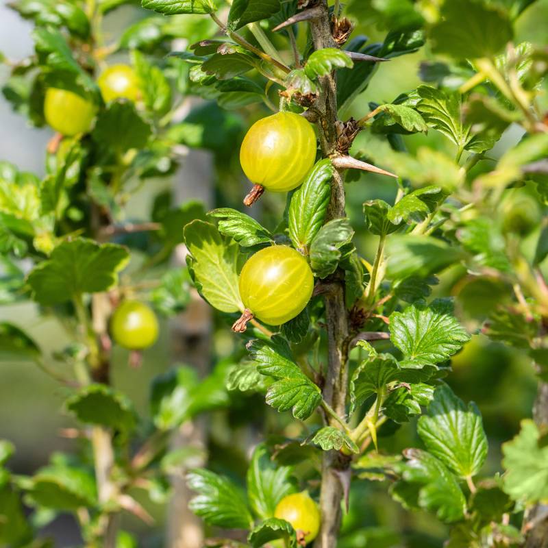 Stachelbeere &#039;Reverta&#039; 3 Liter Container, 30 - 40 cm Liefergröße: 30 - 40 cm von Garten Schlüter