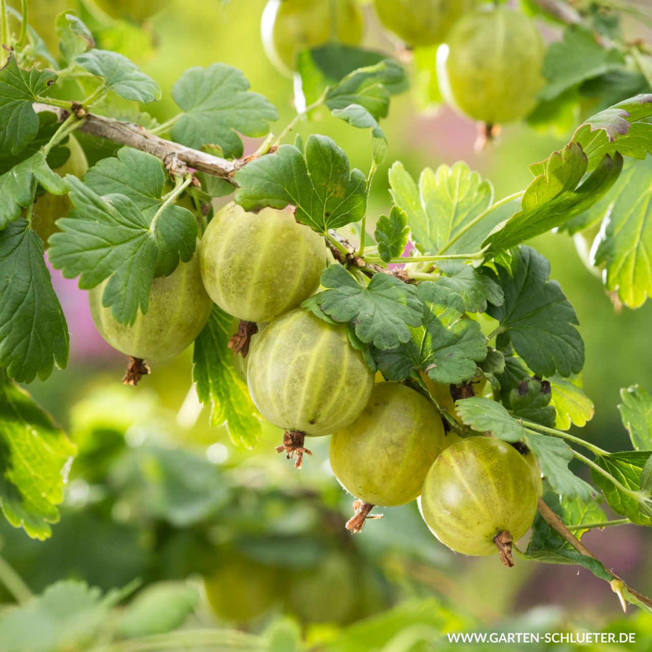 Stachelbeere 'Tatjana' von Garten Schlüter