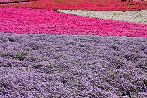 Staude Polsterphlox Mischung - 4 Stück -phlox subulata- Bodendecker weiße, blaue, pinke, weiß-rosane Blüten immergrün winterhart mehrjährig pflegeleicht - Garten Schlüter - Pflanzen in Top Qualität von Garten Schlüter