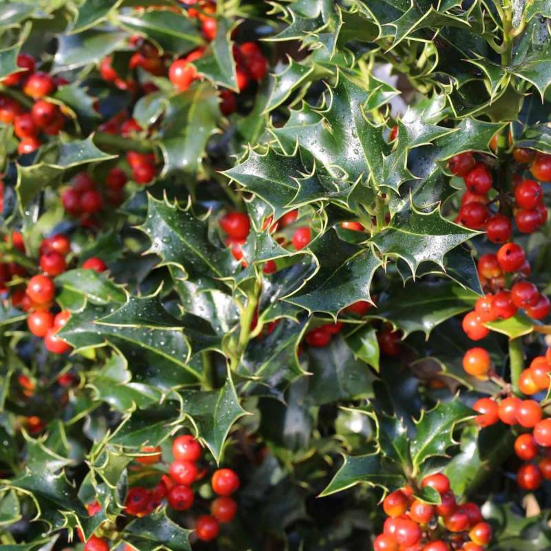 Stechpalme &#039;Alaska&#039; 7,5 Liter, 80 - 100 cm Liefergröße: 80 - 100 cm von Garten Schlüter