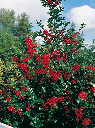 Stechpalme Heckenfee - Ilex meservae - immergrün weiblich rote Früchte schnittverträglich 40-50cm - Befruchter ist Heckenstar - Hecken-Pflanze von Garten Schlüter - Pflanzen in Top Qualität von Garten Schlüter