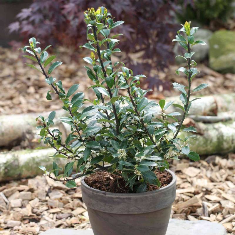 Stechpalme-Ilex &#039;Heckenpracht&#039; 60-80 cm Liefergröße: 60 - 80 cm von Garten Schlüter