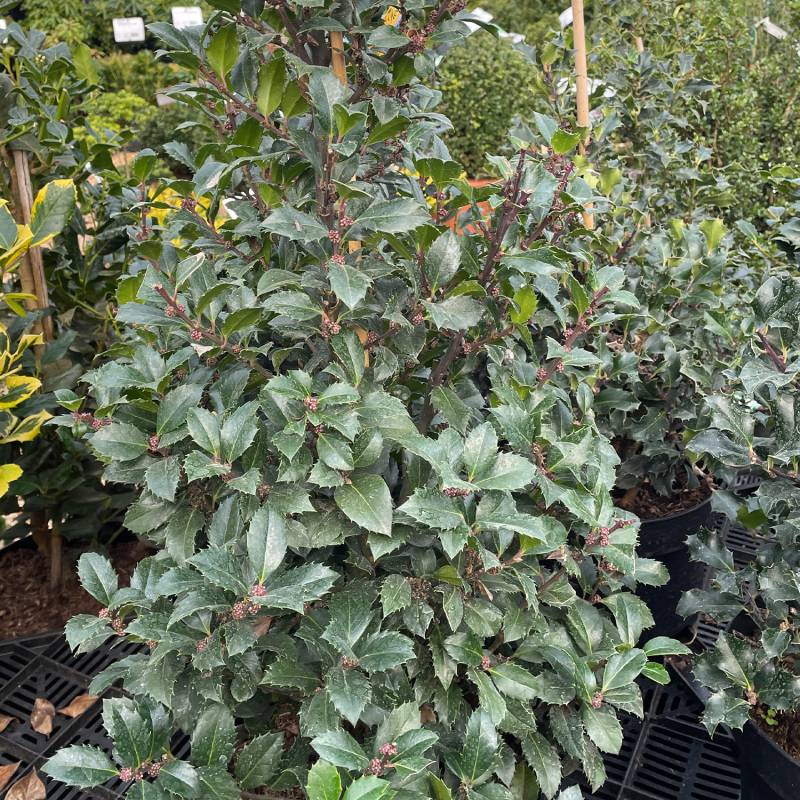 Stechpalme - Ilex &#039;Heckenstar&#039; 5 Liter Container, 60 - 80 cm Liefergröße: 60 - 80 cm von Garten Schlüter
