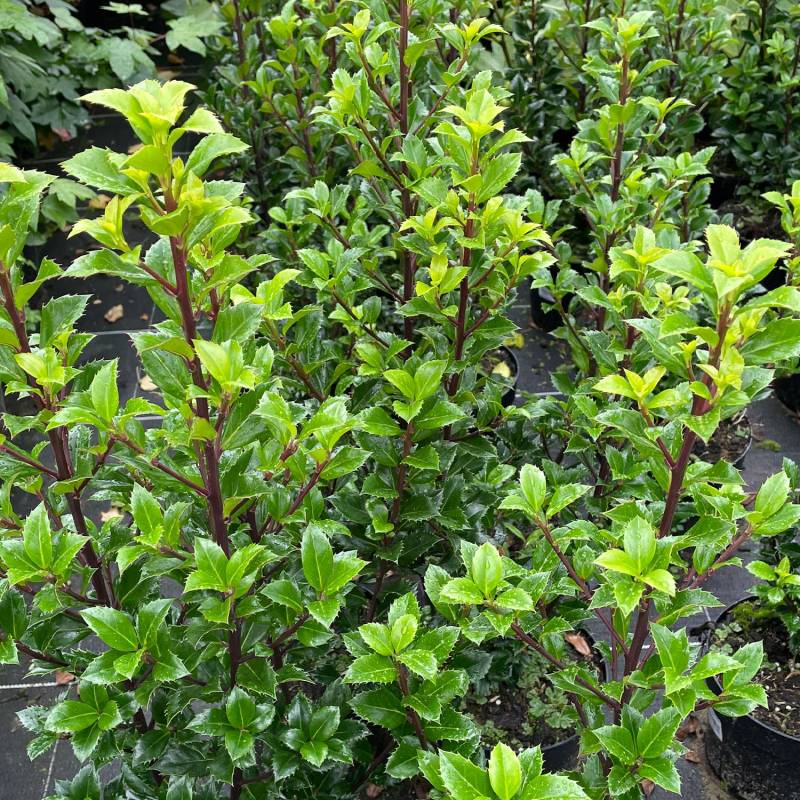 Stechpalme - Ilex &#039;Heckenstar&#039; C5 100 - 125 Liefergröße: 100 - 125 cm von Garten Schlüter