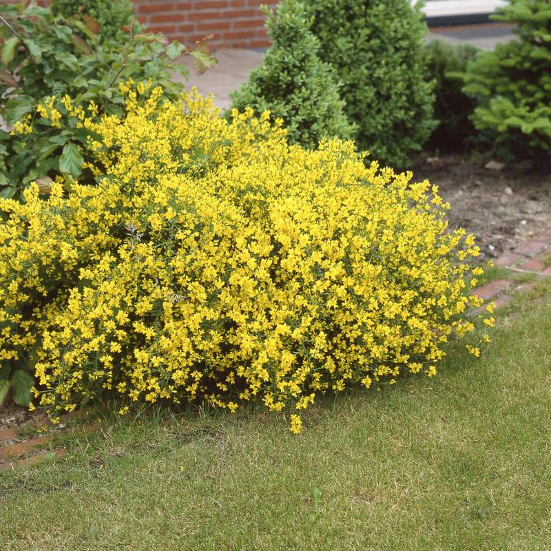 Steinginster &#039;Lydia&#039; (Zwergform) 3 Liter Container, 40 - 60 cm hoch Liefergröße: 40 - 60 cm von Garten Schlüter