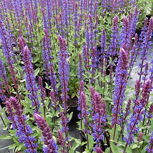 Steppensalbei 'Caradonna' Salvia nemorosa dunkelviolette Blüte schwarze Stiele 3 Pflanzen je im 3 Liter Topf winterhart von Garten Schlüter