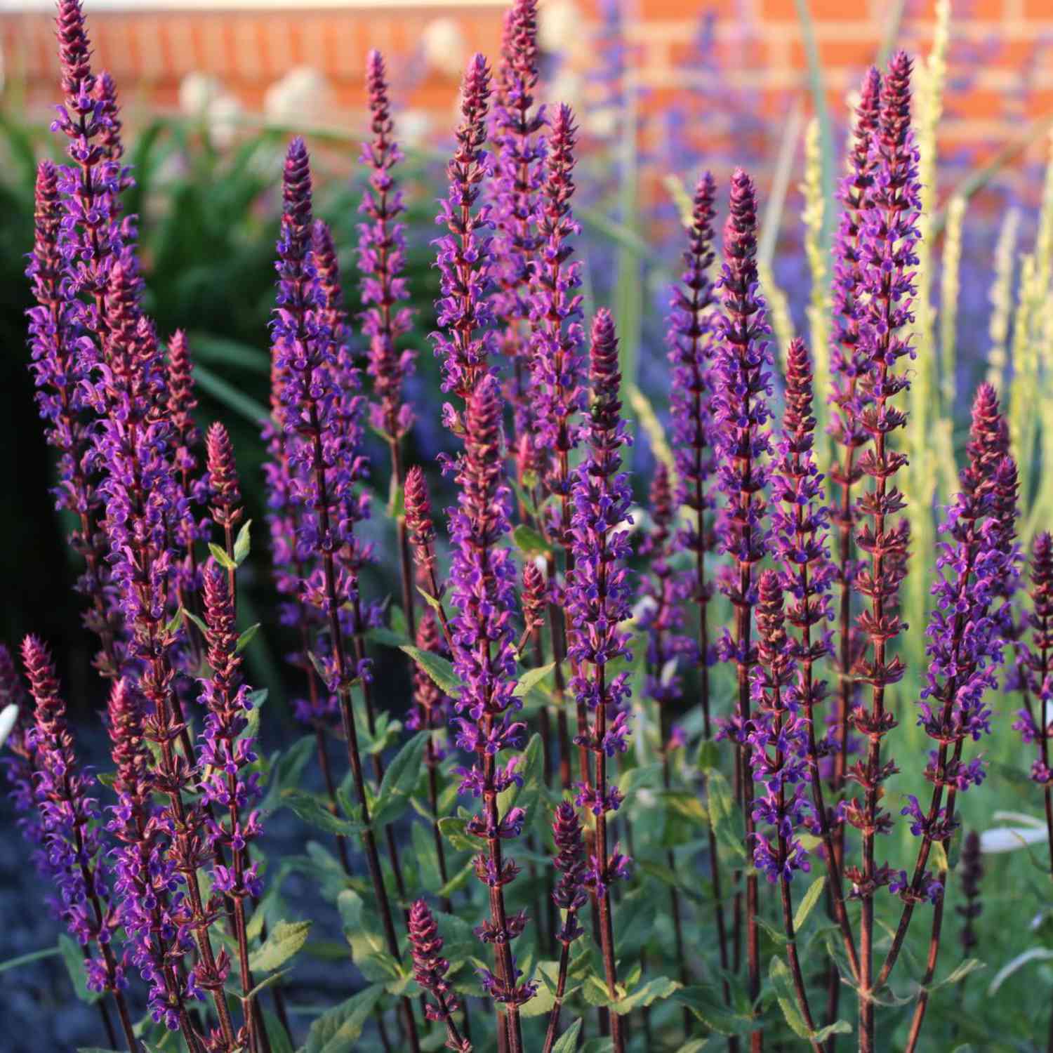 Steppensalbei 'Caradonna' 3 Liter Container Lieferform: Im 3 Liter Topf Steppensalbei 'Caradonna' 3 Liter Container Lieferform: Im 3 Liter Topf von Garten Schlüter