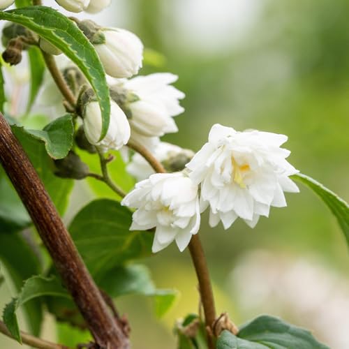 Sternchenstrauch 'Plena' von Garten Schlüter