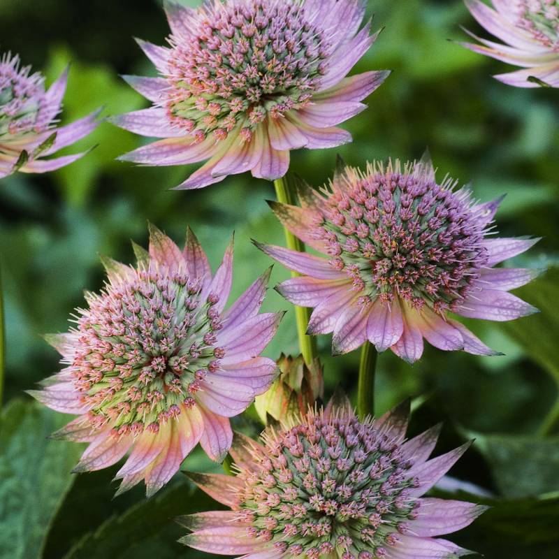 Sterndolde &#039;Florence&#039; Lieferform: Im 9 cm Topf von Garten Schlüter