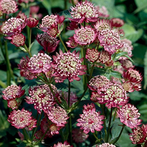 Sterndolde 'Moulin Rouge' von Garten Schlüter