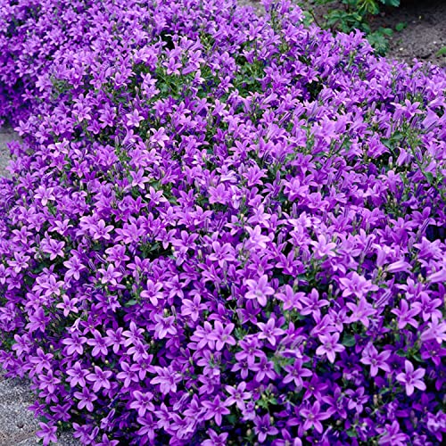 Sternglockenblume (Campanula portenschlagiana) - 3 Stück von Garten Schlüter