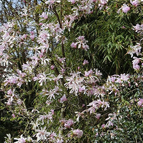 Sternmagnolie (rosa) - sehr frühblühend von Garten Schlüter