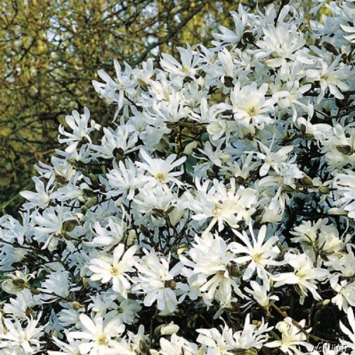 Sternmagnolie (weiß) - sehr frühblühend von Garten Schlüter