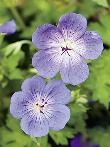 Storchschnabel 'Rozanne®' (Geranium Hybride) - 1 Pflanze von Garten Schlüter