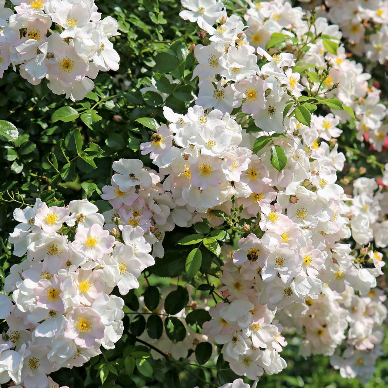 Strauchrose 'Apfelblüte®' von Garten Schlüter