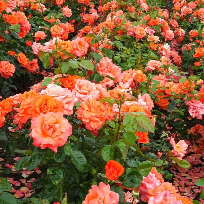 Strauchrose 'Newsflash' 5 Liter Topf Lieferform: Im 5 Liter Topf Strauchrose 'Newsflash' 5 Liter Topf Lieferform: Im 5 Liter Topf von Garten Schlüter