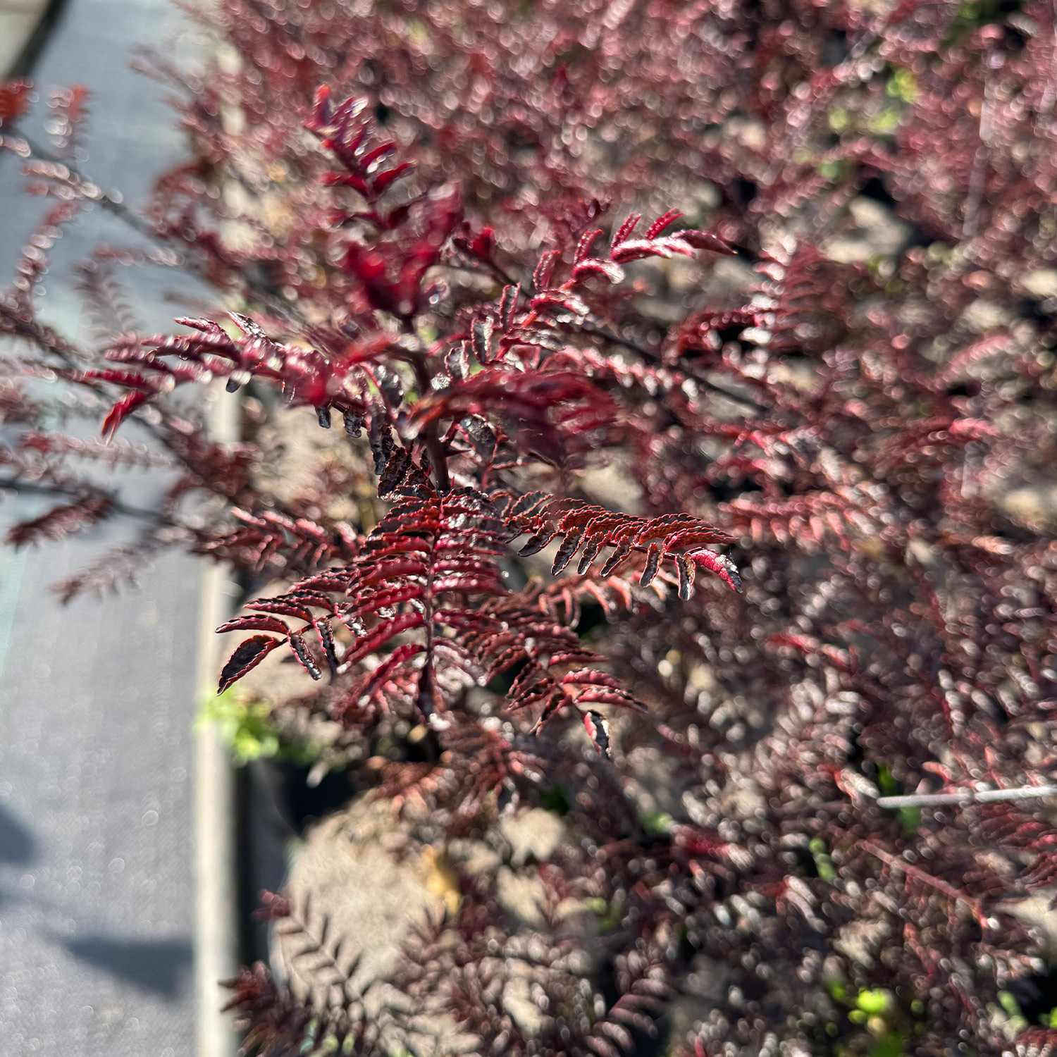 Szechuanpfeffer / Japanischer Pfeffer 'Diable Rouge' Liefergröße: 40 - 60 cm Szechuanpfeffer / Japanischer Pfeffer 'Diable Rouge' Liefergröße: 40 - 60 cm von Garten Schlüter