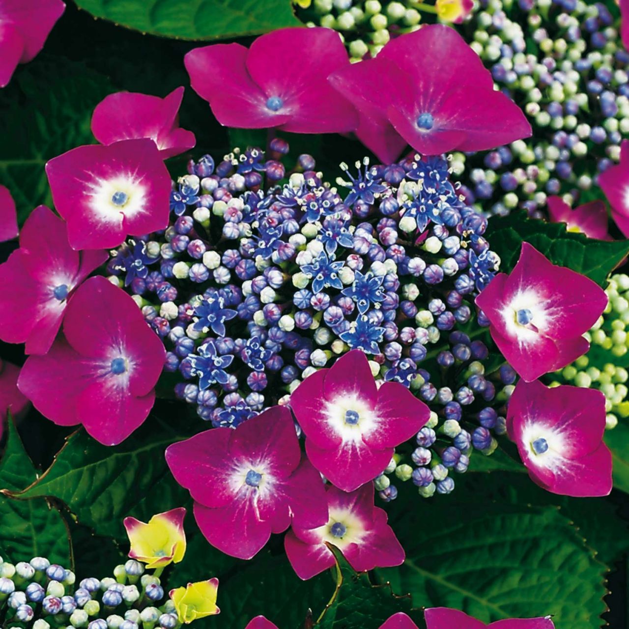 Tellerhortensie 'Kardinal' von Garten Schlüter