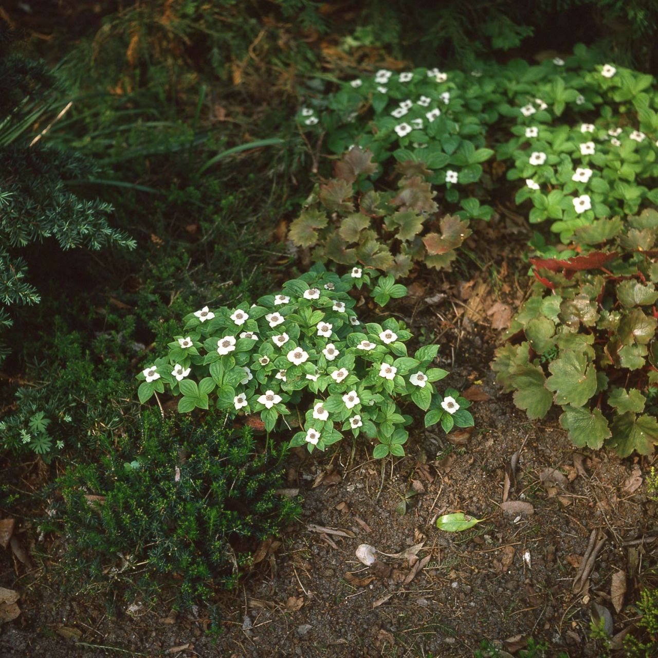 Teppich-Hartriegel von Garten Schlüter