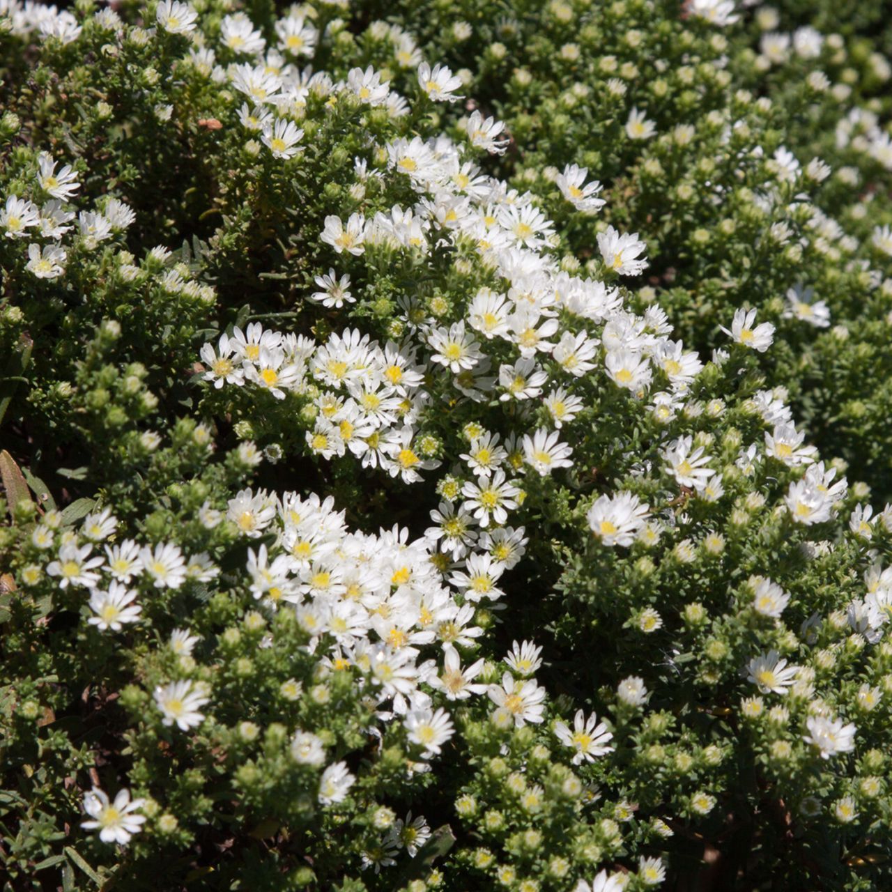 Teppich-Myrten-Aster 'Snowflurry' von Garten Schlüter