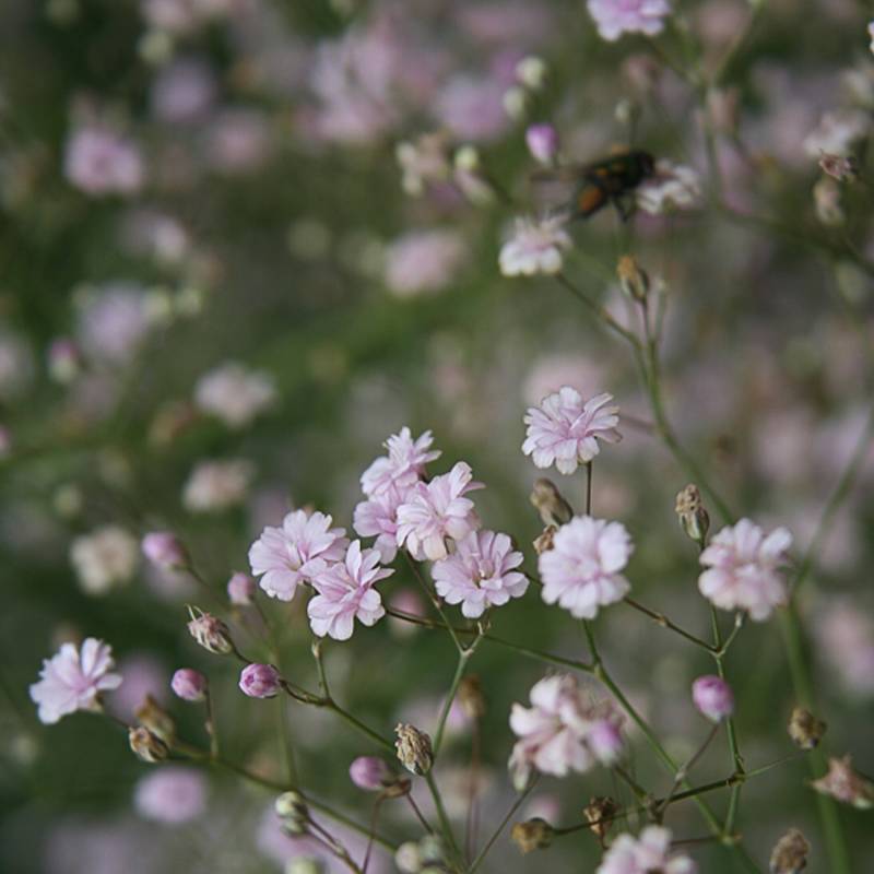 Teppich-Schleierkraut &#039;Rosenschleier&#039; Lieferform: Im 9 cm Topf von Garten Schlüter