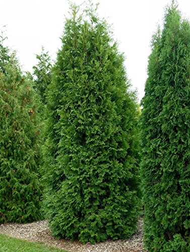 Thuja Brabant Occidentalis - Lebensbaum winterhart & pflegeleicht - Thujen-Hecke als Sichtschutz - Heckenpflanze 60-80 cm - 1 Pflanze im Container von Garten Schlüter - Pflanzen in Top Qualität von Garten Schlüter