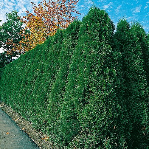 Thuja Smaragd Occidentalis - Lebensbaum winterhart & pflegeleicht - Thujen-Hecke als Sichtschutz - Heckenpflanze 60-80 cm - 1 Pflanze im Container von Garten Schlüter - Pflanzen in Top Qualität von Garten Schlüter