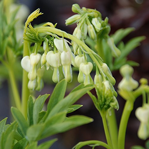 Tränendes Herz Alba - Dicentra Spectabilis - Pflanze winterhart mit herzförmiger Blüte -Herzblume im Topf von Garten Schlüter von Garten Schlüter