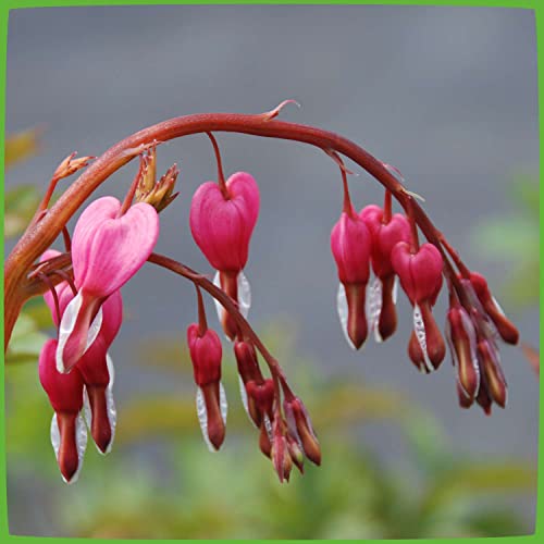 Tränendes Herz Rosa - Dicentra Spectabilis - Pflanze winterhart mit herzförmiger Blüte - Herzblume im Topf von Garten Schlüter von Garten Schlüter