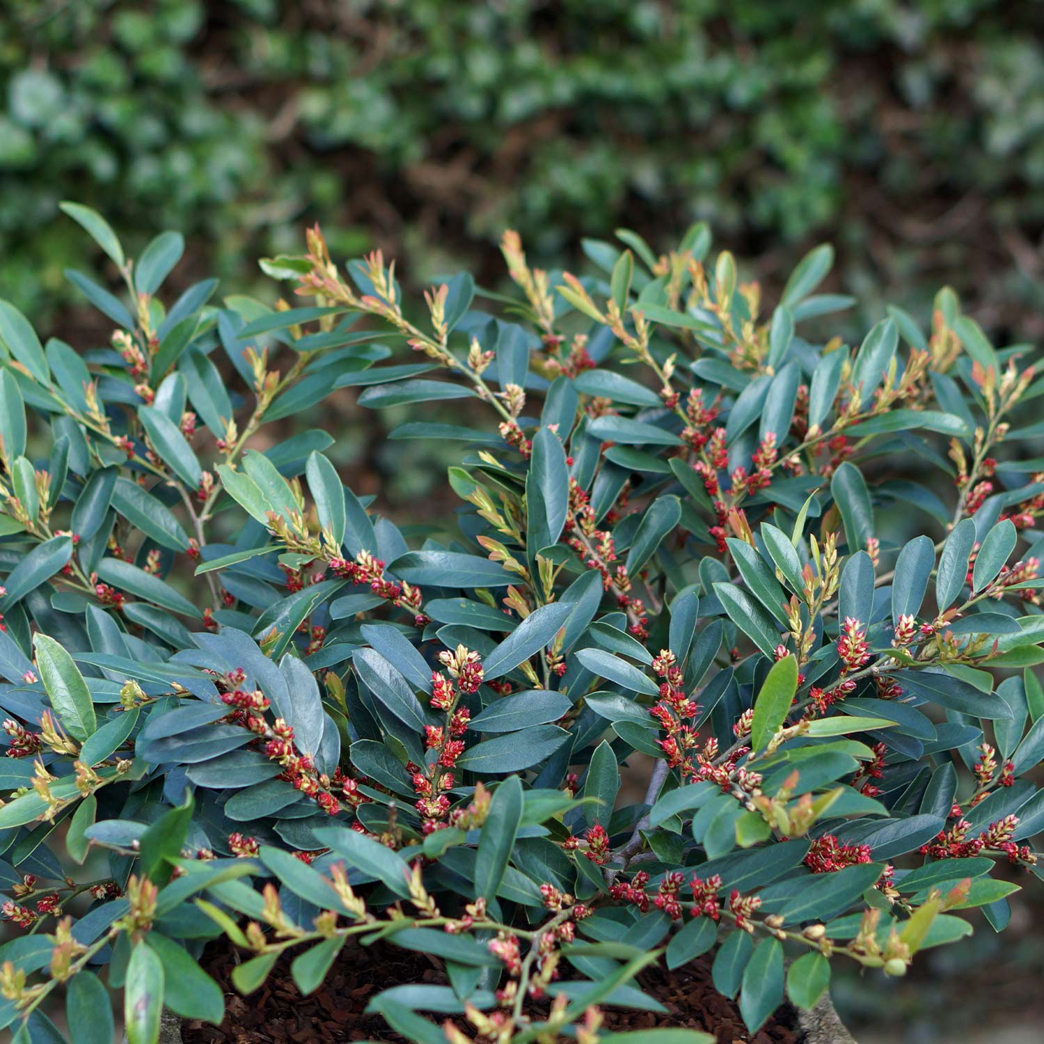 Traubiger Zweigriffel &#039;Blue Cascade&#039; Liefergröße: 25 - 30 cm von Garten Schlüter