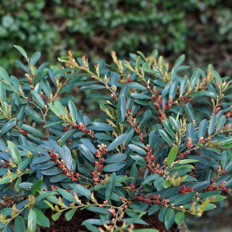 Traubiger Zweigriffel &#039;Blue Cascade&#039; Liefergröße: 25 - 30 cm von Garten Schlüter